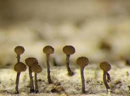 Attēlu rezultāti vaicājumam “Chaenotheca phaeocephala”