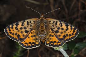 Attēlu rezultāti vaicājumam “Melitaea didyma”