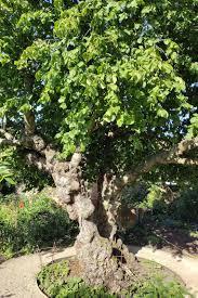 Attēlu rezultāti vaicājumam “Corylus avellana”