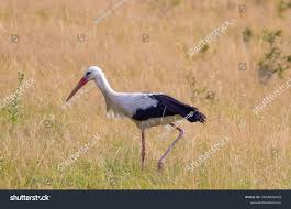 Attēlu rezultāti vaicājumam “Ciconia ciconia”