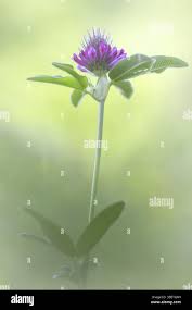 Attēlu rezultāti vaicājumam “Trifolium medium bud”