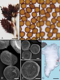 Attēlu rezultāti vaicājumam “Urocystis anemones spores”