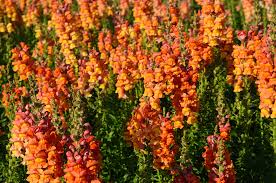 Attēlu rezultāti vaicājumam “Antirrhinum majus”