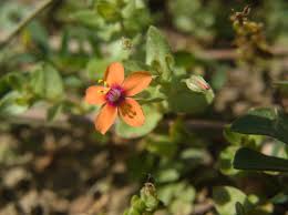 Attēlu rezultāti vaicājumam “Anagallis arvensis leaf”