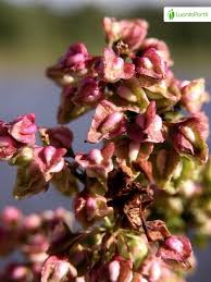 Attēlu rezultāti vaicājumam “Rumex hydrolapathum fruit”