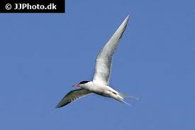 Attēlu rezultāti vaicājumam “Sterna sandvicensis”