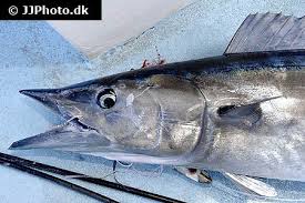 Image result for Acanthocybium solandri