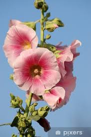 Image result for Malve