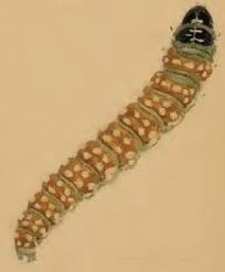 Attēlu rezultāti vaicājumam “Depressaria depressana”