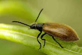 Attēlu rezultāti vaicājumam “Bolitophagus reticulatus larva”