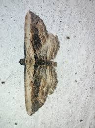 Attēlu rezultāti vaicājumam “Horisme vitalbata”