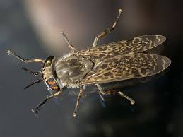 Attēlu rezultāti vaicājumam “Haematopota sp.”