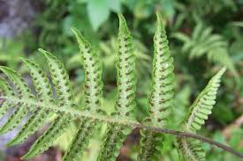 Attēlu rezultāti vaicājumam “Phegopteris connectilis”