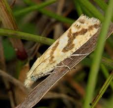 Attēlu rezultāti vaicājumam “Thiodia citrana”