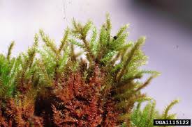 Attēlu rezultāti vaicājumam “Campylium chrysophyllum”