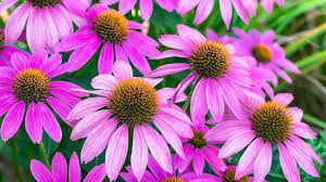 Image result for Echinacea purpurea