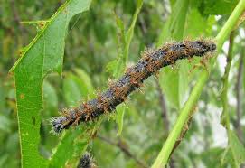 Attēlu rezultāti vaicājumam “Nymphalis xanthomelas larva”