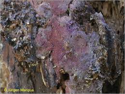 Attēlu rezultāti vaicājumam “Ceriporia excelsa”