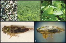 Attēlu rezultāti vaicājumam “Macrosteles sp. nymph”