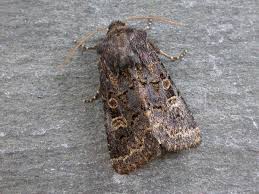 Attēlu rezultāti vaicājumam “Tholera cespitis”