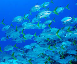 Image result for Caranx latus