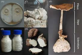 Attēlu rezultāti vaicājumam “Diderma tigrinum macro”