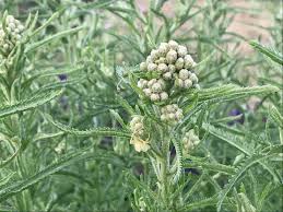 Attēlu rezultāti vaicājumam “Achillea millefolium”