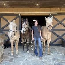 Image result for Annandale Equestrian Centre