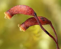 Attēlu rezultāti vaicājumam “Brachythecium rutabulum sporophyte”