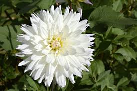 Image result for Dahlia x pinnata `Decorative Giants`