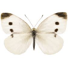 Attēlu rezultāti vaicājumam “Pieris rapae underside”