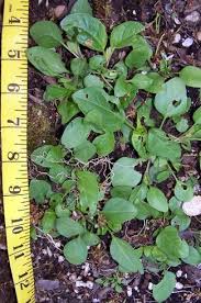 Attēlu rezultāti vaicājumam “Prunella vulgaris leaf”