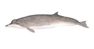 Image result for Mesoplodon bidens