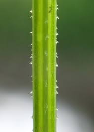 Attēlu rezultāti vaicājumam “Galium rivale”