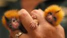 Finger Monkeys – Too Small To Be Real » This Blog Rules | Why go ...