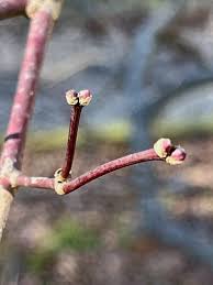 Attēlu rezultāti vaicājumam “Phyteuma spicatum bud”