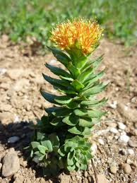 Attēlu rezultāti vaicājumam “Rhodiola rosea flower”