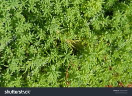 Attēlu rezultāti vaicājumam “Sedum pallidum”