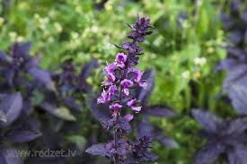 Attēlu rezultāti vaicājumam “Ocimum basilicum flower”
