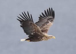 Image result for Haliaeetus albicilla
