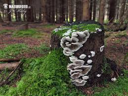 Attēlu rezultāti vaicājumam “Bjerkandera adusta”