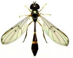 Attēlu rezultāti vaicājumam “Sericomyia sp.”