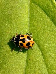 Attēlu rezultāti vaicājumam “Hippodamia notata”