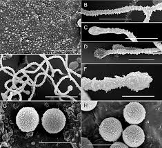 Attēlu rezultāti vaicājumam “Arcyria affinis”