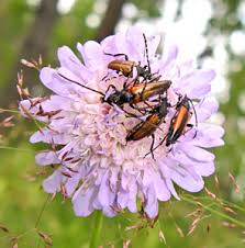 Attēlu rezultāti vaicājumam “Paracorymbia maculicornis imago”