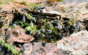 Attēlu rezultāti vaicājumam “Craterium aureonucleatum”