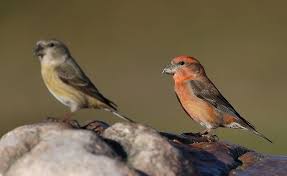 Attēlu rezultāti vaicājumam “Loxia pytyopsittacus”