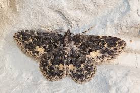 Attēlu rezultāti vaicājumam “Parascotia fuliginaria”