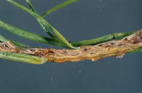 Attēlu rezultāti vaicājumam “Pristiphora maesta larva”