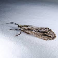 Attēlu rezultāti vaicājumam “Phryganeidae”